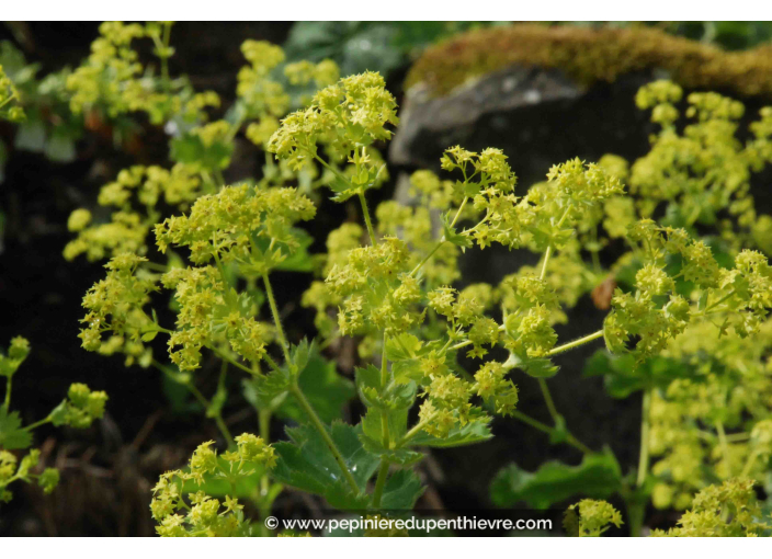 ALCHEMILLA mollis