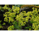ALCHEMILLA mollis