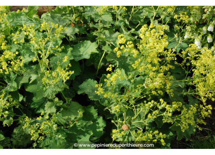 ALCHEMILLA mollis