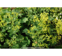 ALCHEMILLA mollis