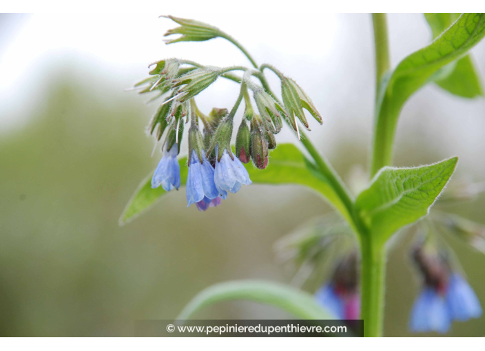 SYMPHYTUM caucasicum SYMPHYTUM caucasicum