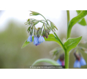 SYMPHYTUM caucasicum SYMPHYTUM caucasicum