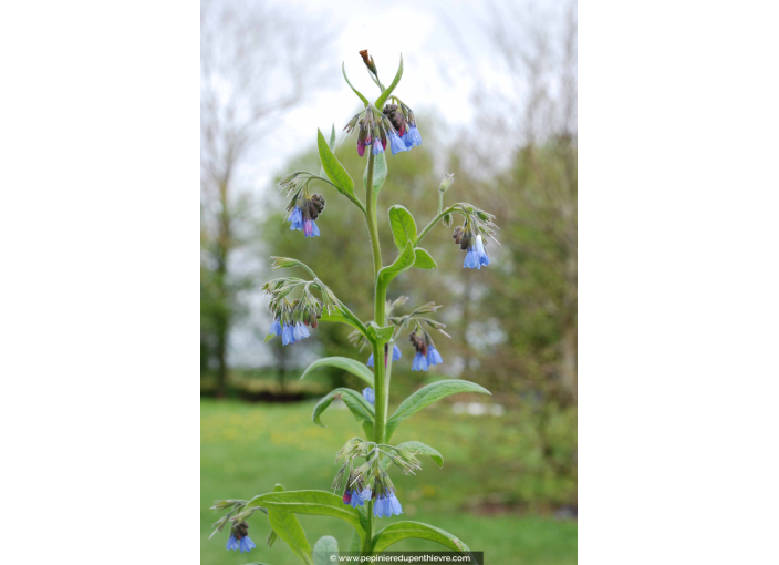 SYMPHYTUM caucasicum SYMPHYTUM caucasicum