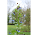 SYMPHYTUM caucasicum SYMPHYTUM caucasicum