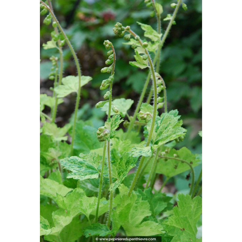 TELLIMA grandiflora  'Delphine'