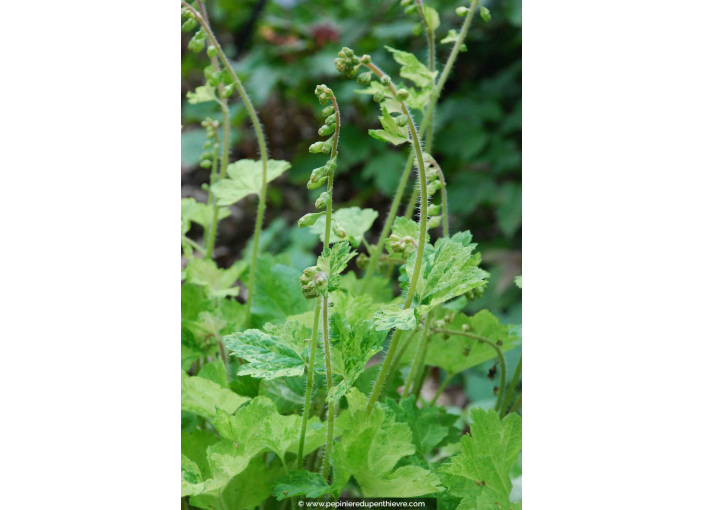 TELLIMA grandiflora  'Delphine'