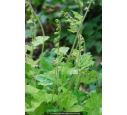 TELLIMA grandiflora  'Delphine'