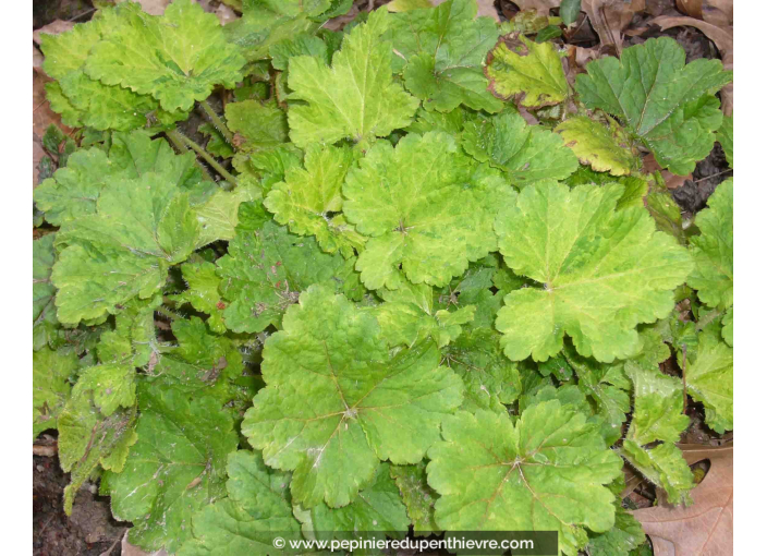 TELLIMA grandiflora  'Delphine'