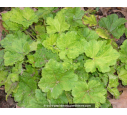 TELLIMA grandiflora  'Delphine'