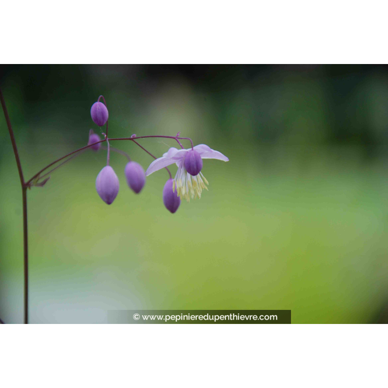 THALICTRUM delavayi