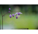 THALICTRUM delavayi