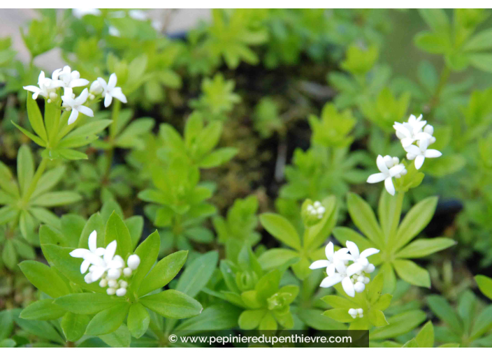 GALIUM odoratum GALIUM odoratum