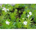 GALIUM odoratum GALIUM odoratum