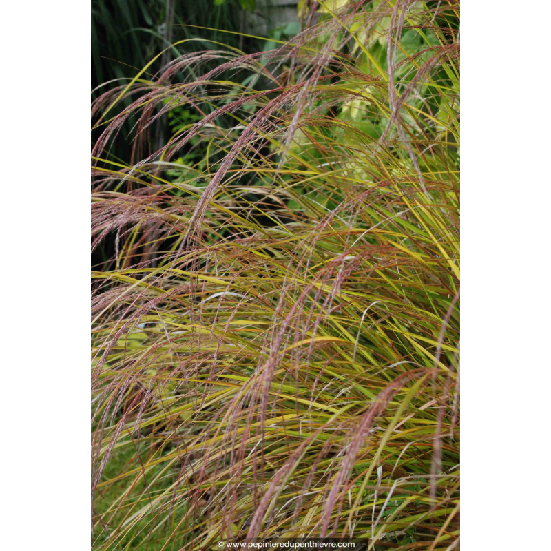 STIPA arundinacea