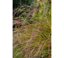 STIPA arundinacea
