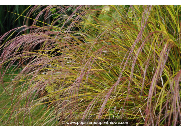 STIPA arundinacea