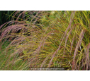 STIPA arundinacea
