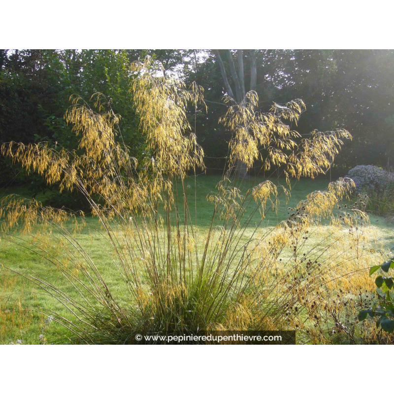 STIPA gigantea