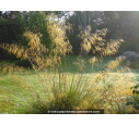 STIPA gigantea