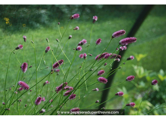 SANGUISORBA officinalis 'Pink Tanna'