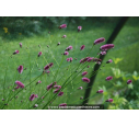 SANGUISORBA officinalis 'Pink Tanna'