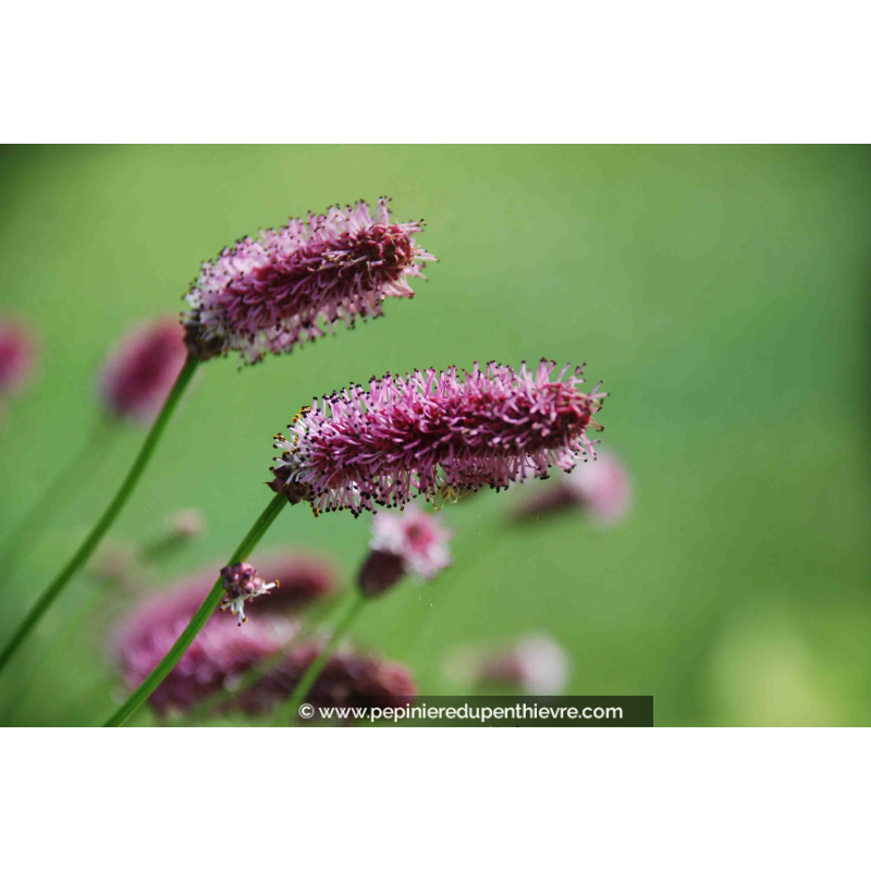 SANGUISORBA officinalis 'Pink Tanna'