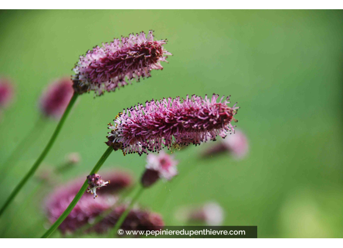 SANGUISORBA officinalis 'Pink Tanna'