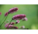 SANGUISORBA officinalis 'Pink Tanna' SANGUISORBA officinalis 'Pink Tanna'