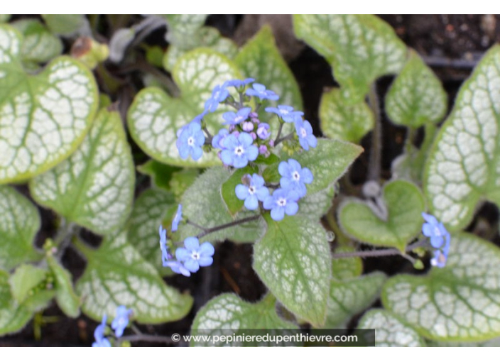 BRUNNERA macrophylla 'Jack Frost' ®