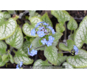 BRUNNERA macrophylla 'Jack Frost' ®