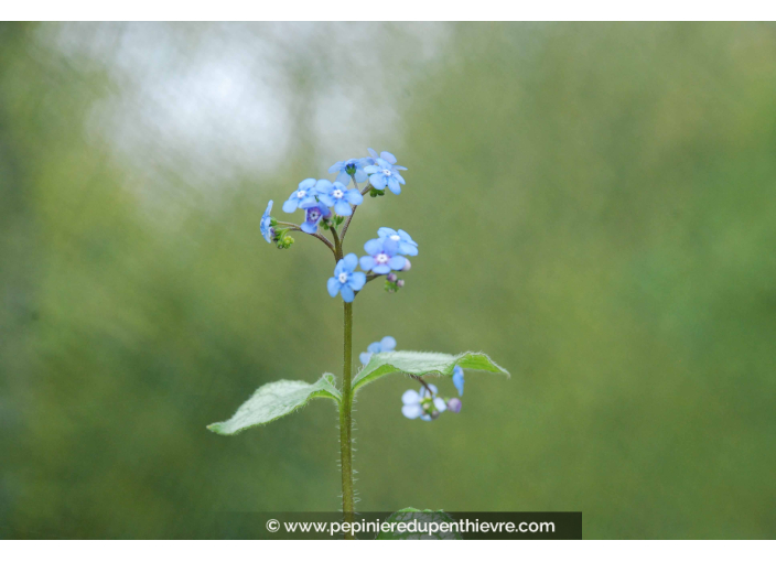 BRUNNERA macrophylla 'Jack Frost' ®