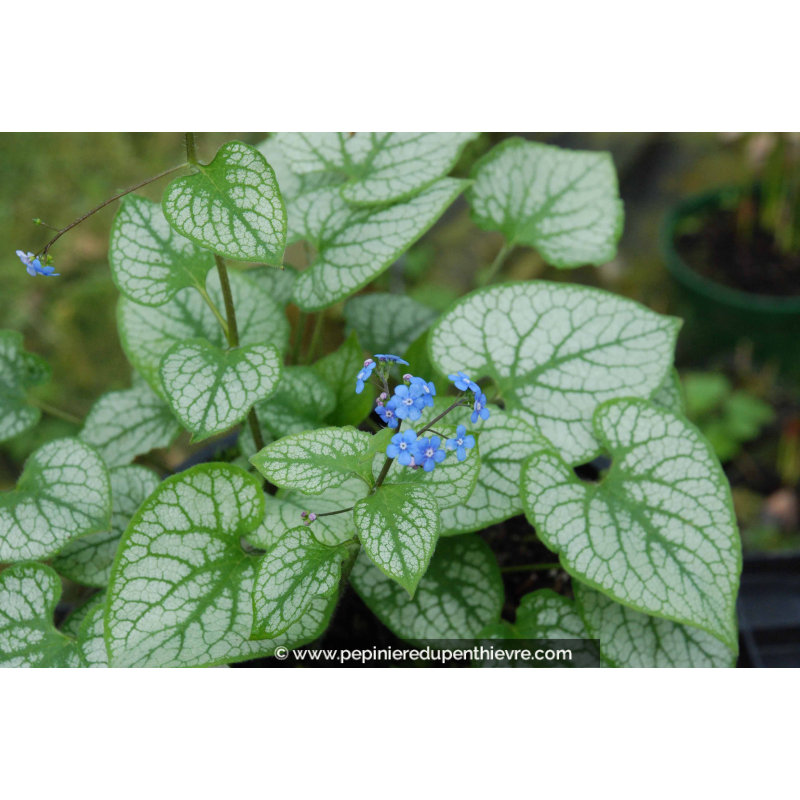BRUNNERA macrophylla 'Jack Frost' ®
