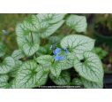 BRUNNERA macrophylla 'Jack Frost' ®