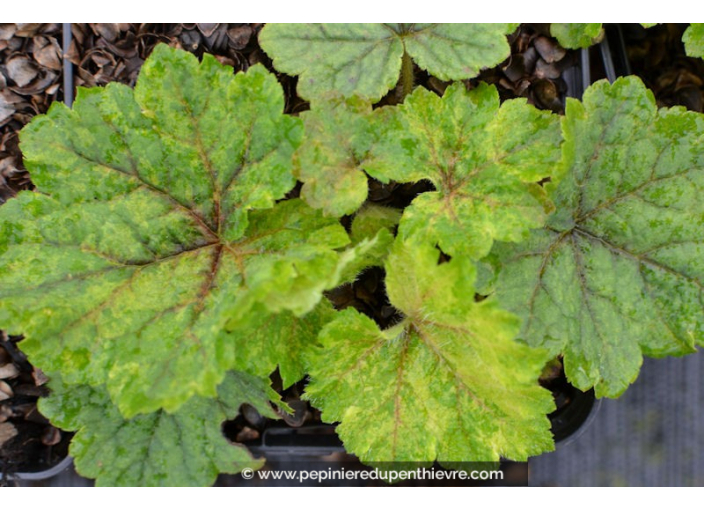 TELLIMA grandiflora  'Delphine'