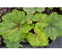 TELLIMA grandiflora  'Delphine'