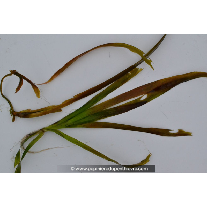 VALLISNERIA gigantea