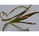 VALLISNERIA gigantea