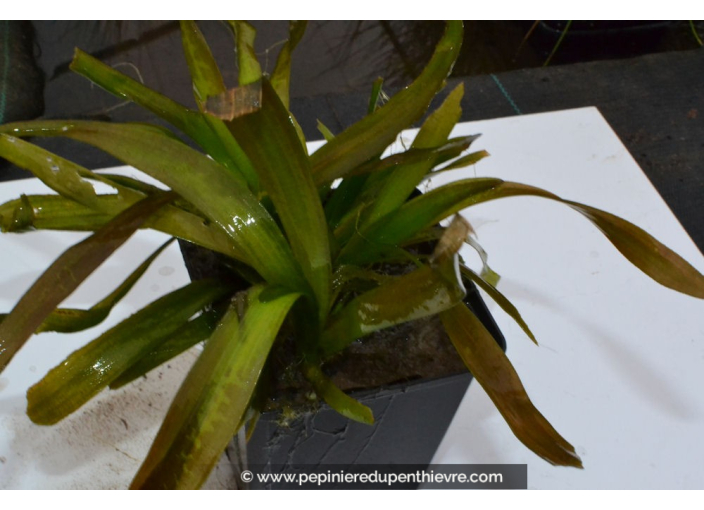 VALLISNERIA gigantea