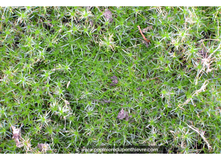 Sagina subulata Sagina subulata