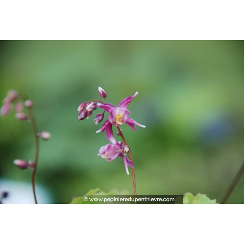 Epimedium grandiflorum 'Lilafee'