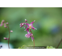 Epimedium grandiflorum 'Lilafee' Epimedium grandiflorum 'Lilafee'