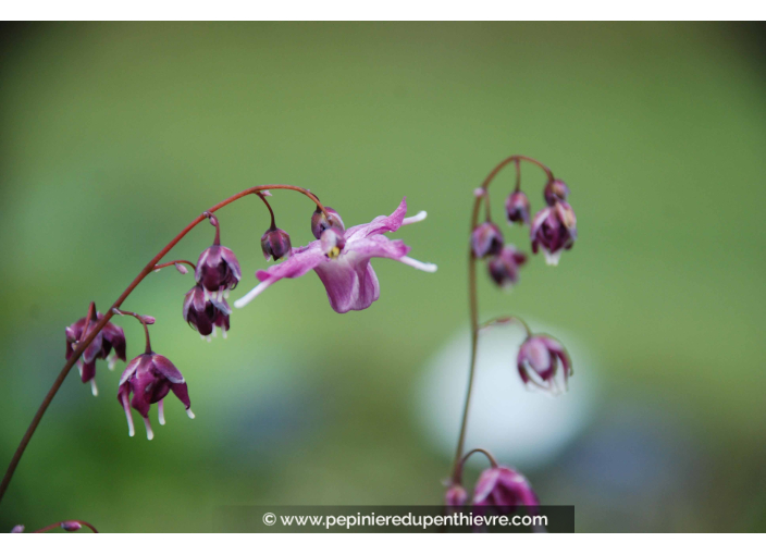 Epimedium grandiflorum 'Lilafee' Epimedium grandiflorum 'Lilafee'