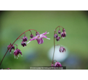 Epimedium grandiflorum 'Lilafee' Epimedium grandiflorum 'Lilafee'