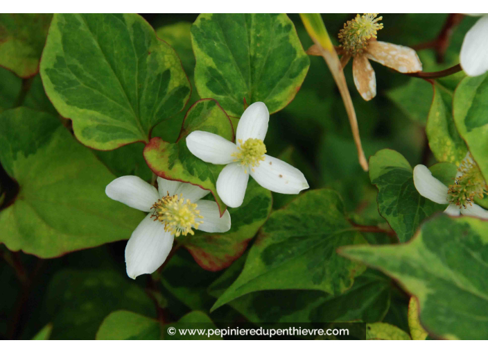 HOUTTUYNIA cordata 'Chameleon'