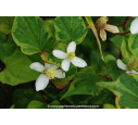 HOUTTUYNIA cordata 'Chameleon'