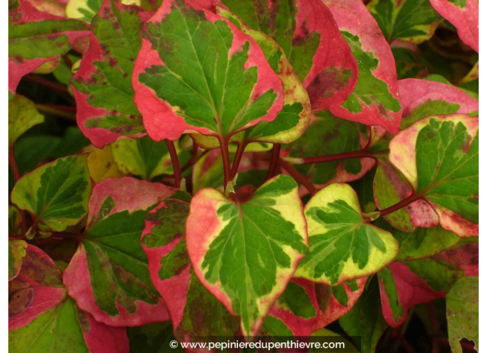 HOUTTUYNIA cordata 'Chameleon'