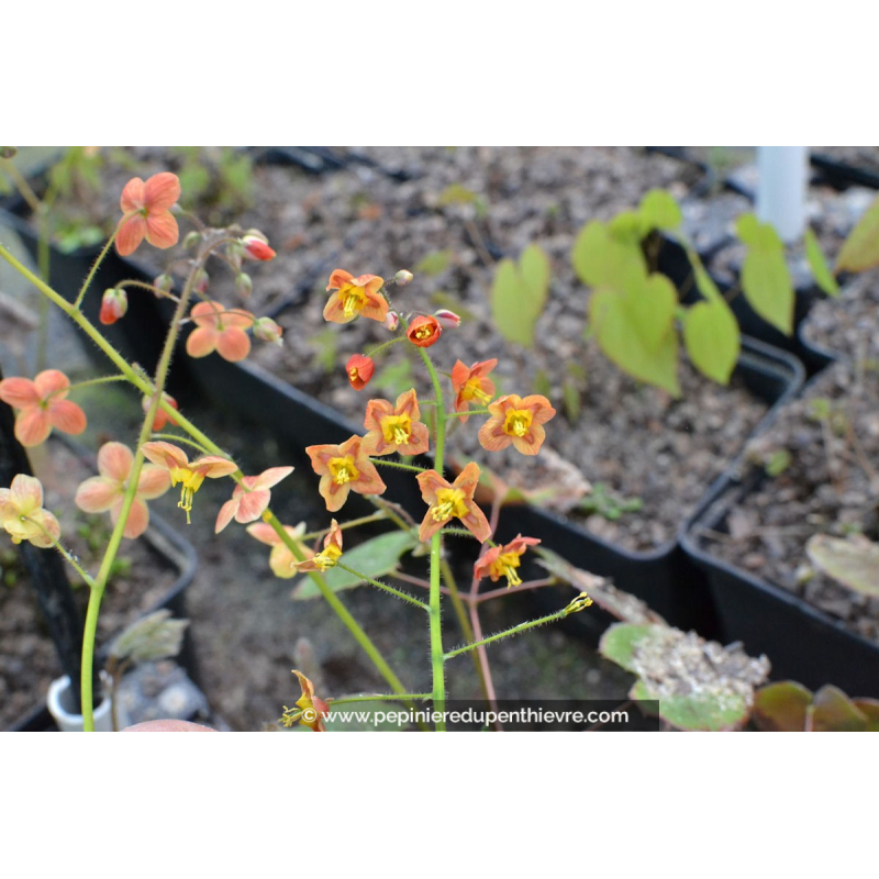 Epimedium pubigerum 'Orange Königin'