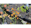 Epimedium pubigerum 'Orange Königin' Epimedium pubigerum 'Orange Königin'