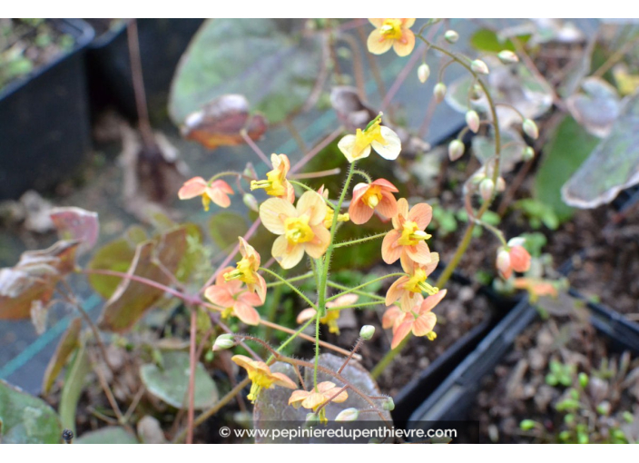Epimedium pubigerum 'Orange Königin' Epimedium pubigerum 'Orange Königin'