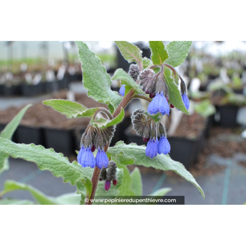 SYMPHYTUM caucasicum